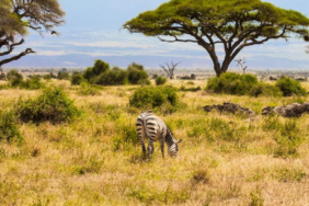 Kenya Savanındaki 18 Yıllık Deney Büyük Otçulların Ekosisteme Etkisini Gösterdi