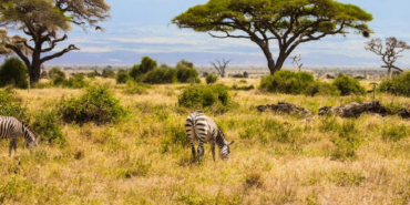 Kenya Savanındaki 18 Yıllık Deney Büyük Otçulların Ekosisteme Etkisini Gösterdi