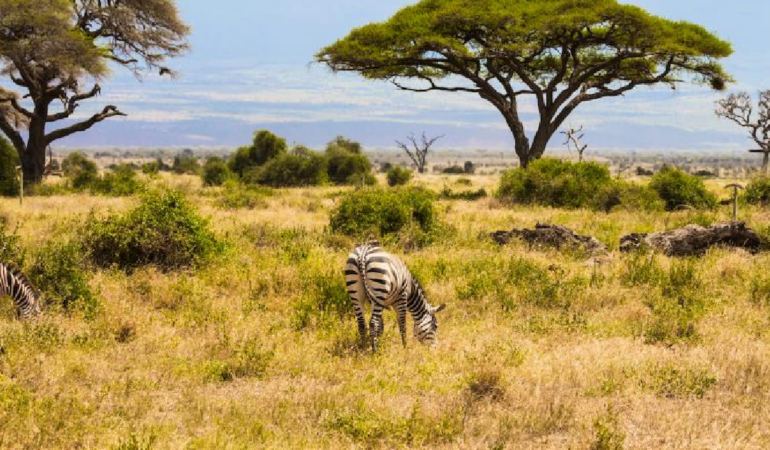 Kenya Savanındaki 18 Yıllık Deney Büyük Otçulların Ekosisteme Etkisini Gösterdi