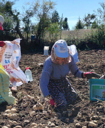 Başçiftlik beyazı patatesinde hasat başladı: 500 dönümden 1,5 ton verim bekleniyor
