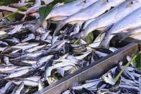 Konserve Balık Tercihinde Uskumrunun Yüksek Omega-3 ve Düşük Cıva Avantajı Öne Çıkıyor