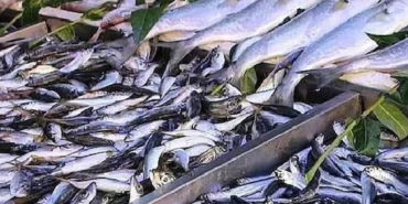 Konserve Balık Tercihinde Uskumrunun Yüksek Omega-3 ve Düşük Cıva Avantajı Öne Çıkıyor